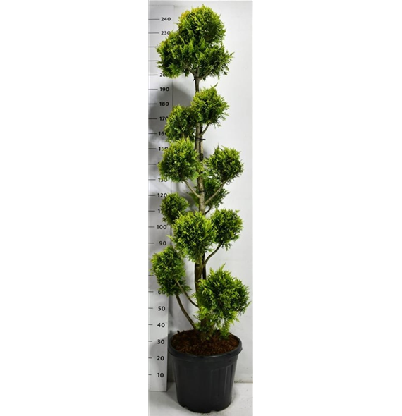 xCupressocyparis leylandii 'Gold Rider' F00006674