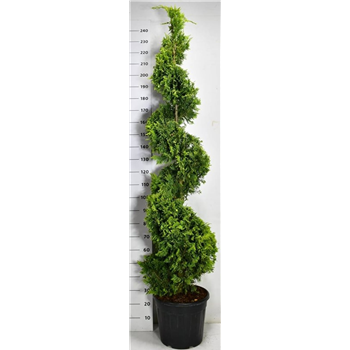 xCupressocyparis leylandii 'Gold Rider' F00006655