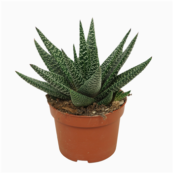 xGasterhaworthia 'Royal Highness' F00001340