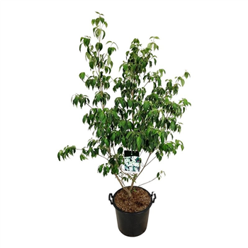 Cornus kousa 'China Girl' F00005859