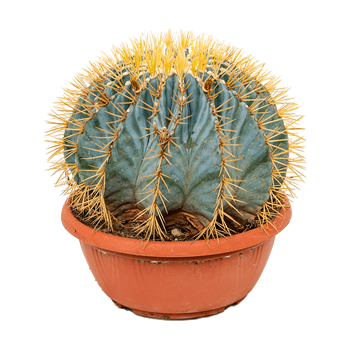 Ferocactus glaucescens 4FEGLKK25