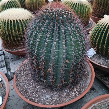 Ferocactus F00002700