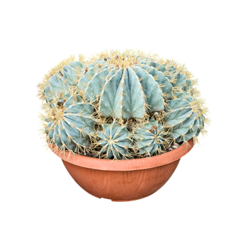 Ferocactus glaucescens 4FEGLKK40