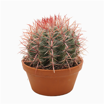 Ferocactus stainesii F00001667
