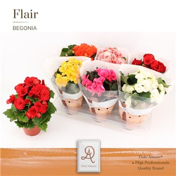 Begonija elatior du  mix DolcAmore® Flair 31cm 14cm Q765
