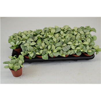 Fittonia Mosaic Snow Anne F00001038