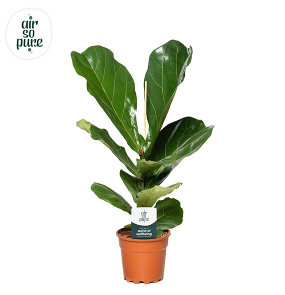Fikus lyrata Lyrata p17 (Air so Pure) 1 pp 75cm 17cm Q2898