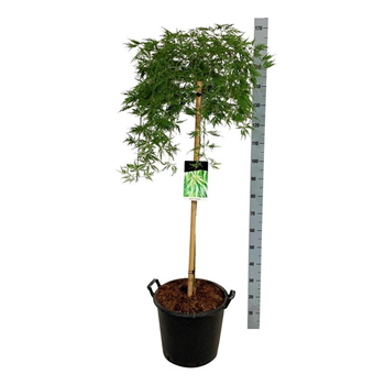 Javor palmatum 'Dissectum' F00006879