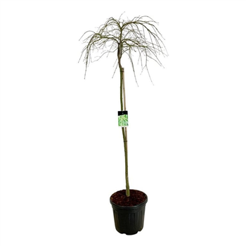 Javor palmatum 'Dissectum' F00007157