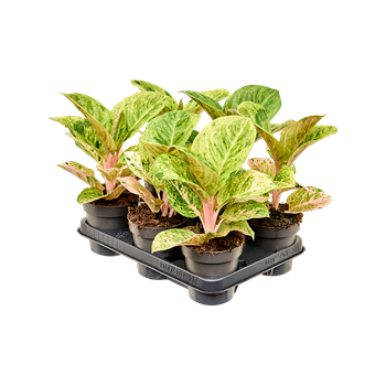 Aglaonema 'Apple Fantasy' 6/tray 4AGAFBP12