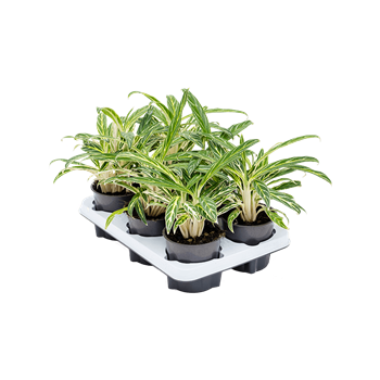Aglaonema 'Zebra Feathers' 6/tray 4AGZFBP12