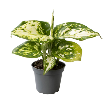 Aglaonema Snowflake F00000913