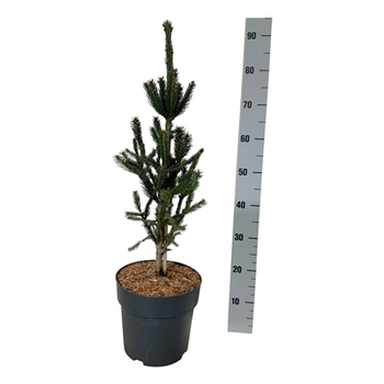 Picea abies 'Columnaris' F00007824
