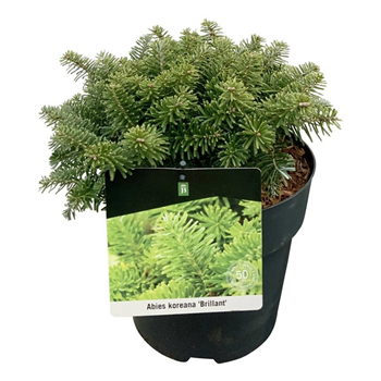 Abies koreana 'Brillant' F00007400