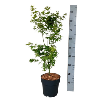 Javor palmatum 'Tsukasa Silhouette' F00007359