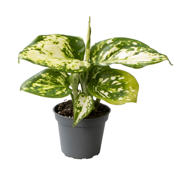 Aglaonema 'Toms Pride' F00004779