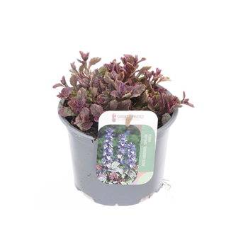 Ajuga reptans 'Burgundy Glow' F00005485