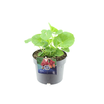 Alcea rosea Chart Double Scarlet F00004746