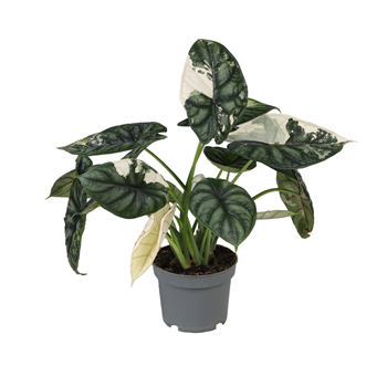 Alokazija 'Dragon Scale' F00001897