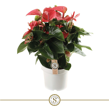 Anthurium 'Pink Champion' F00000105