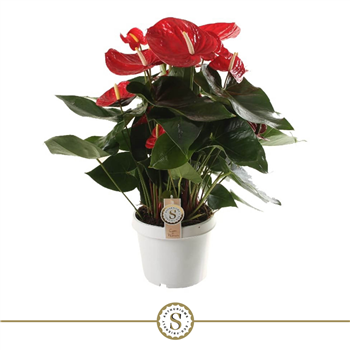 Anthurium 'Red Champion' F00000239