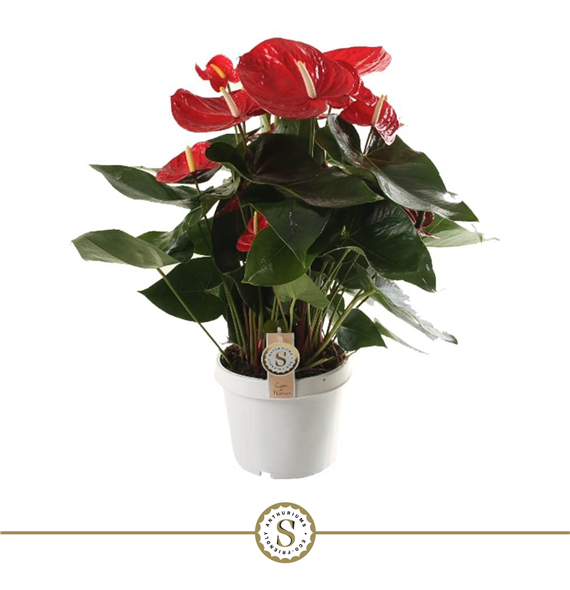 Anthurium 'Red Champion' F00000239