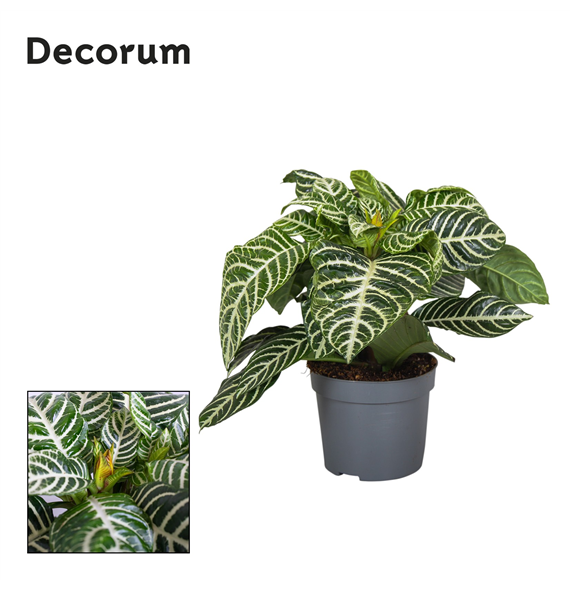 Aphelandra Squarrosa F00000345