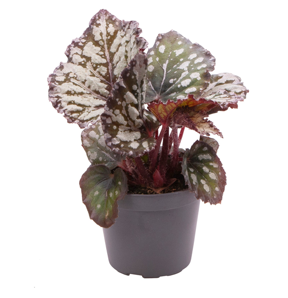 Begonija Rex Dew Drop F00000895