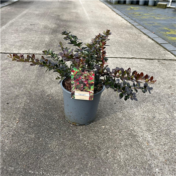 Berberis media 'Red Jewel' F00005756