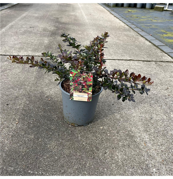 Berberis media 'Red Jewel' F00005756