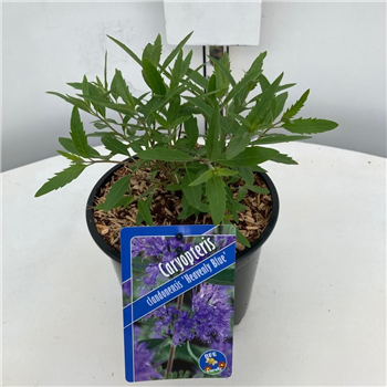Caryopteris clandonensis 'Heavenly Blue' F00005791