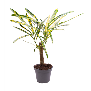 Kroton variegatum 'Pictum' F00000972