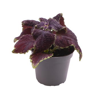 Coleus MS Abbey Road F00001684