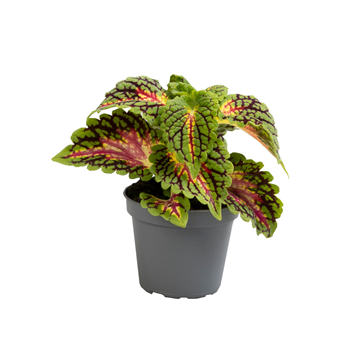 Coleus Spacecake F00001896