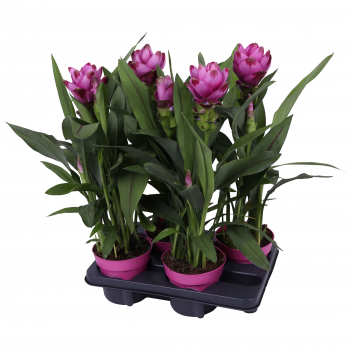 Curcuma alismatifolia 'Siam Sanna' F00005014