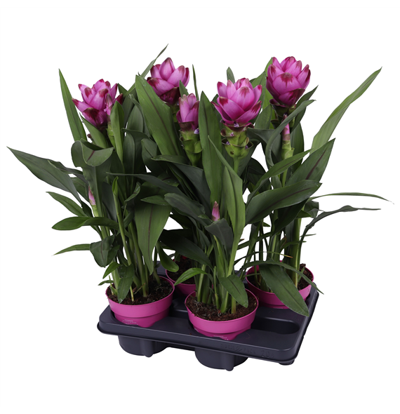 Curcuma alismatifolia 'Siam Sanna' F00005014