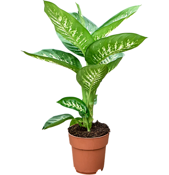 Dieffenbachia seguine 'Tropic Snow' F00001870
