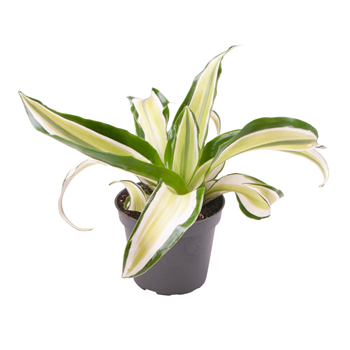 Dracena fragrans 'Malaika' F00000978