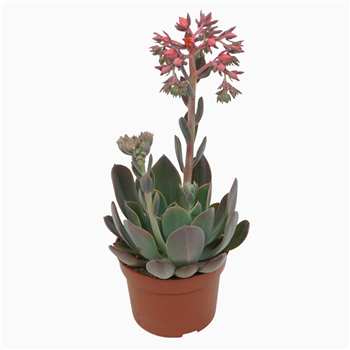 Echeveria Blue Prince F00001318