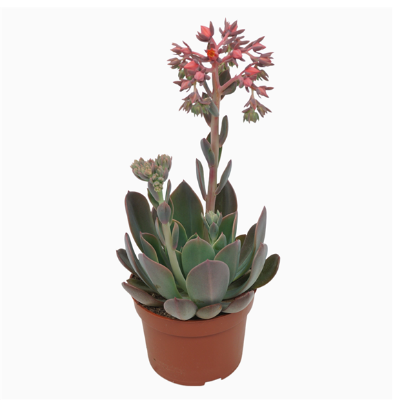 Echeveria Blue Prince F00001318