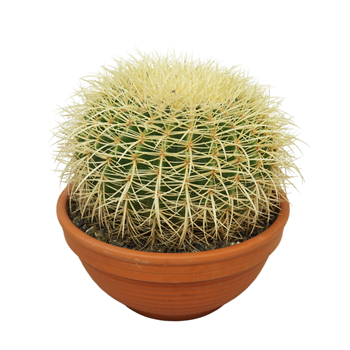 Echinocactus grusonii F00002663