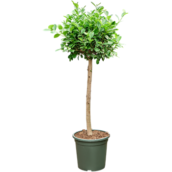 Fikus microcarpa 'Moclame' 4FIMORS03