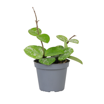 Hoya Mathilde Splash F00000846
