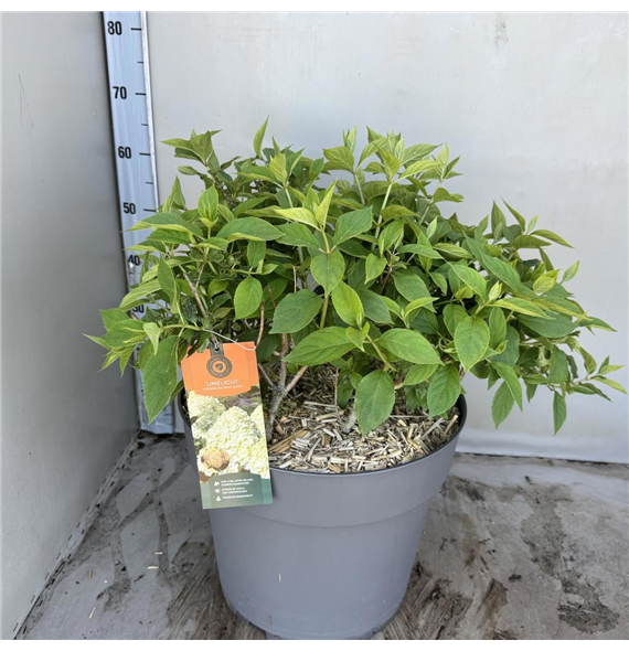 Hortenzija paniculata 'Limelight' F00008207