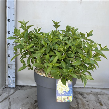 Hortenzija paniculata 'Skyfall' F00008198