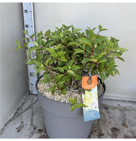 Hortenzija paniculata 'Vanille-Frais' F00008210
