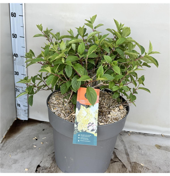Hortenzija paniculata 'Vanille-Frais' F00008211