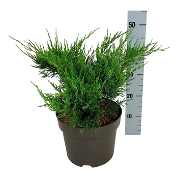 Juniperus pfitzeriana 'Mint Julep' F00007805