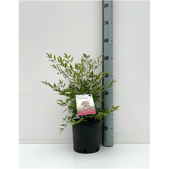 Nandina domestica F00004254