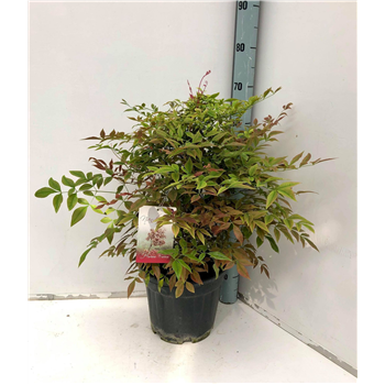 Nandina domestica F00004253